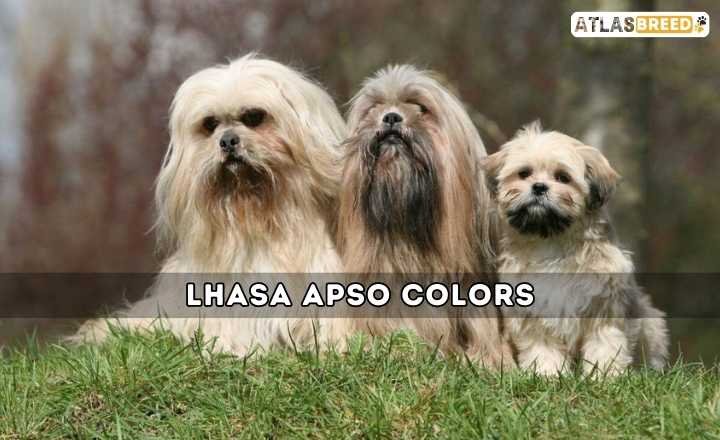 Lhasa Apso Colors