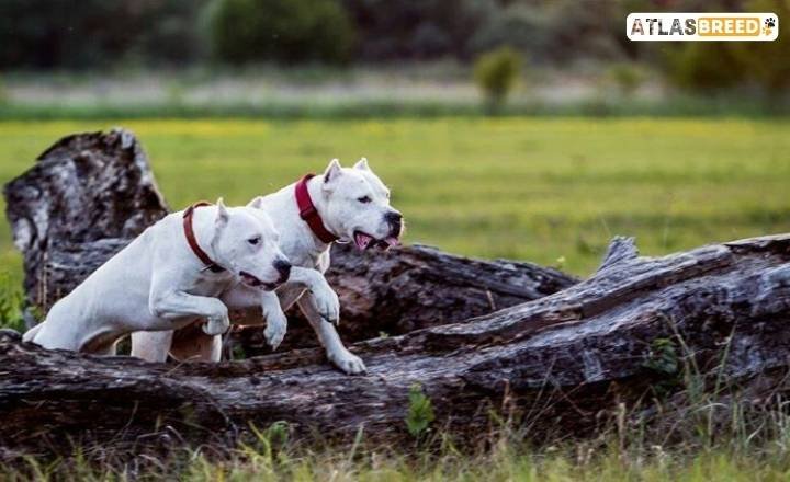 dogo argentino pitbull mix black and white

