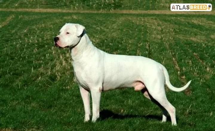 dogo argentino weight

