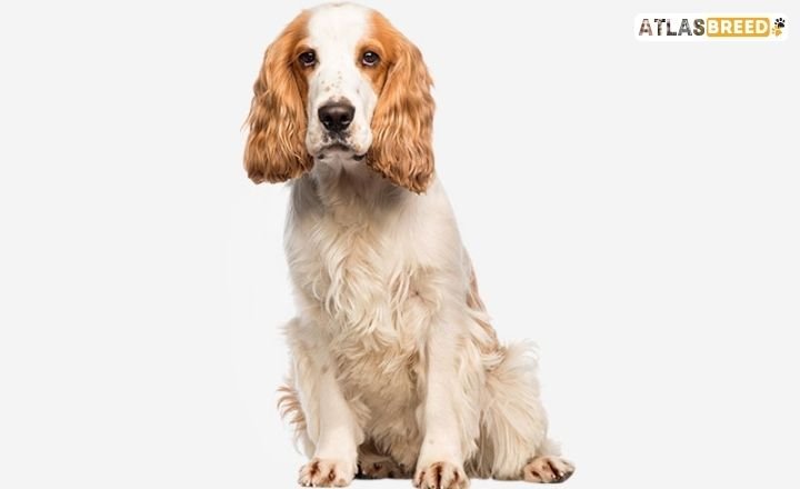 do cocker spaniels shed
