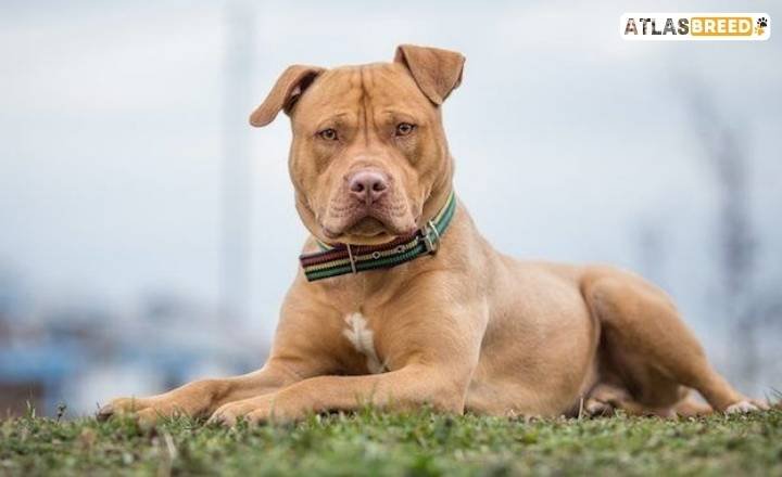 brindle dogo argentino pitbull mix

