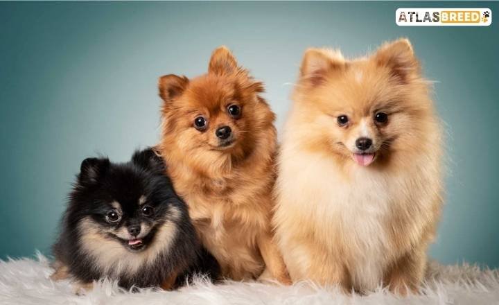 pomeranian coat colors

