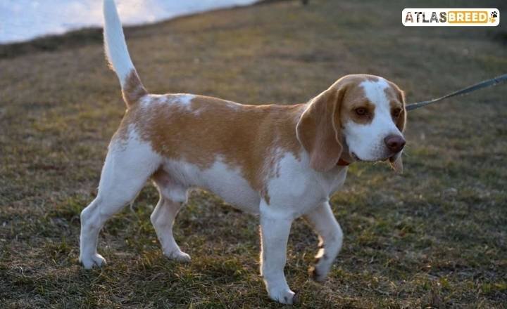 black and white beagle

