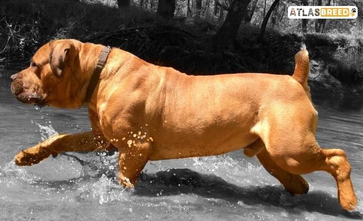 blue albino boerboel

