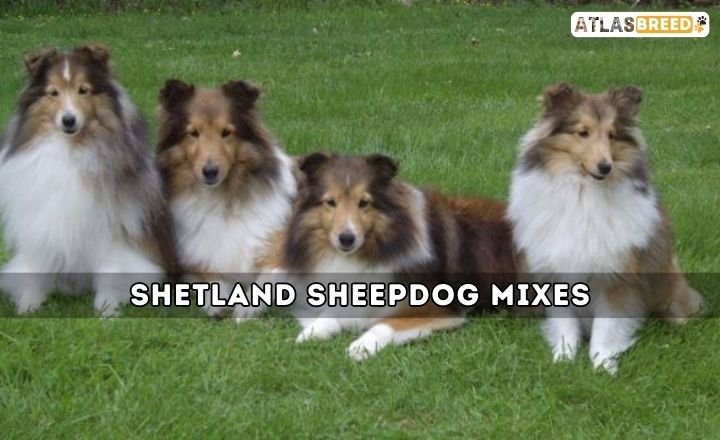 Shetland Sheepdog Mixes