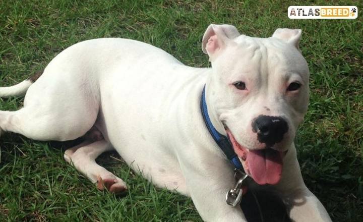 dogo argentino mixed with pitbull

