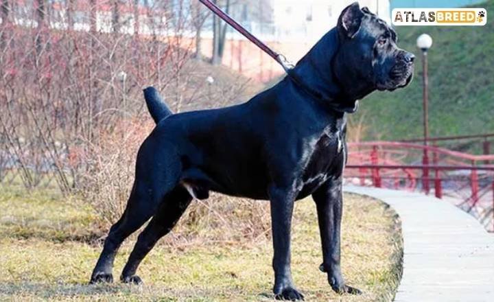 german shepherd cane corso mix

