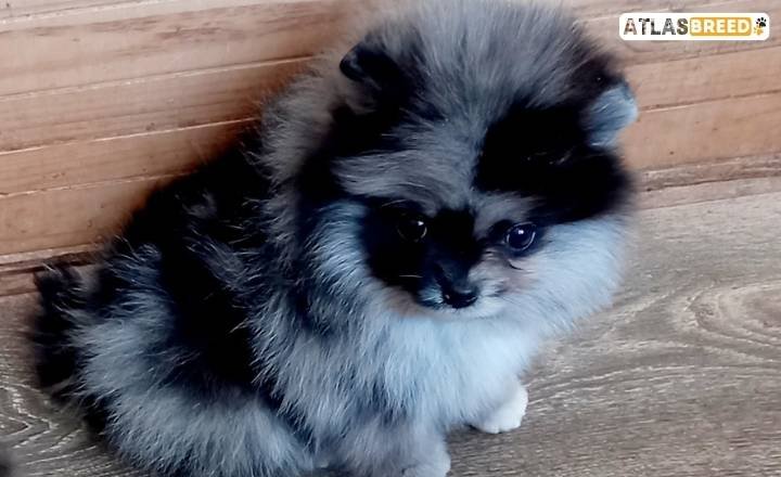 The Blue And Tan Pomeranian