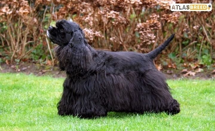 cocker spaniel mix

