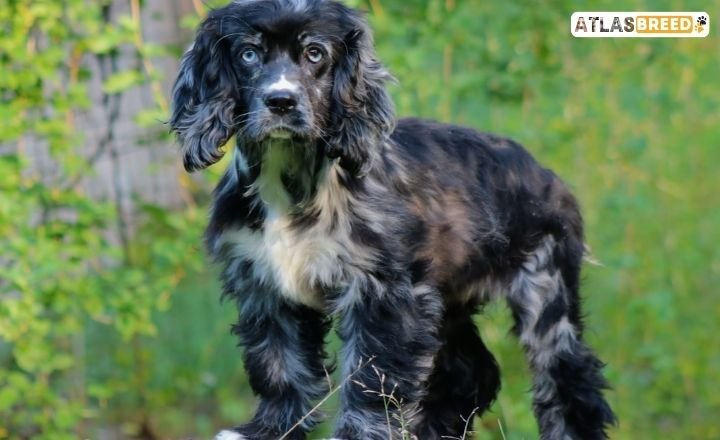 cocker spaniel puppies for sale near me