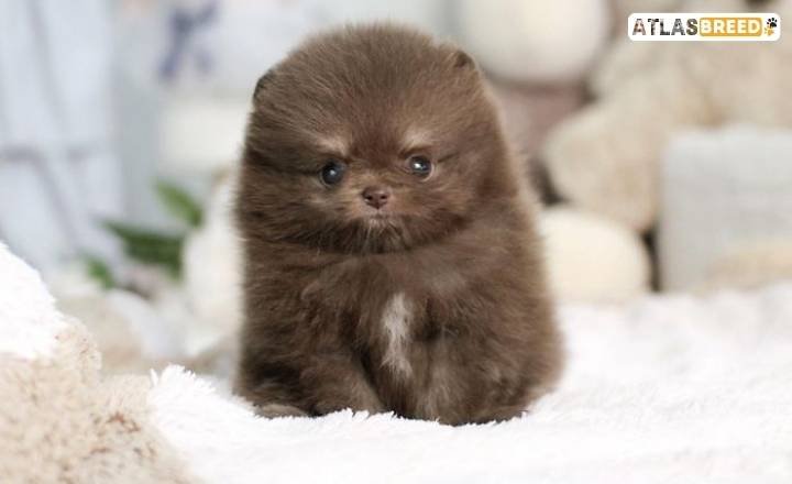 pomeranian color chart

