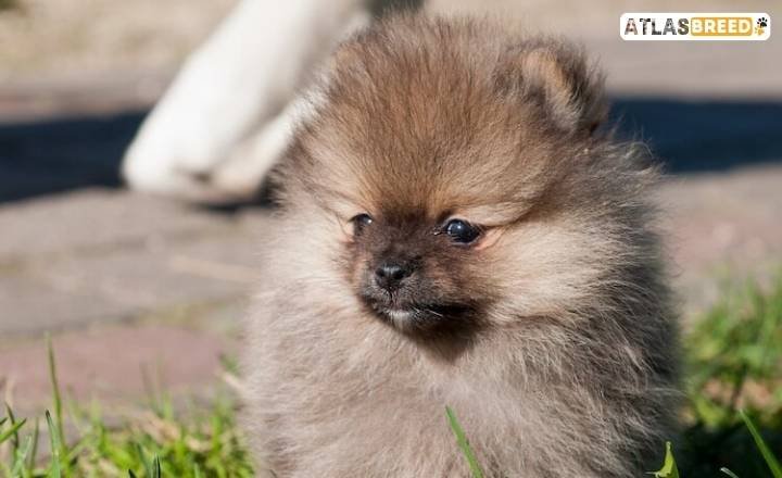 pomeranian colors chart

