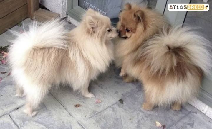 The Cream Sable Pomeranian