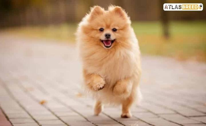 brindle pomeranian

