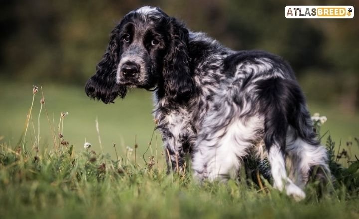 english cocker spaniel puppies