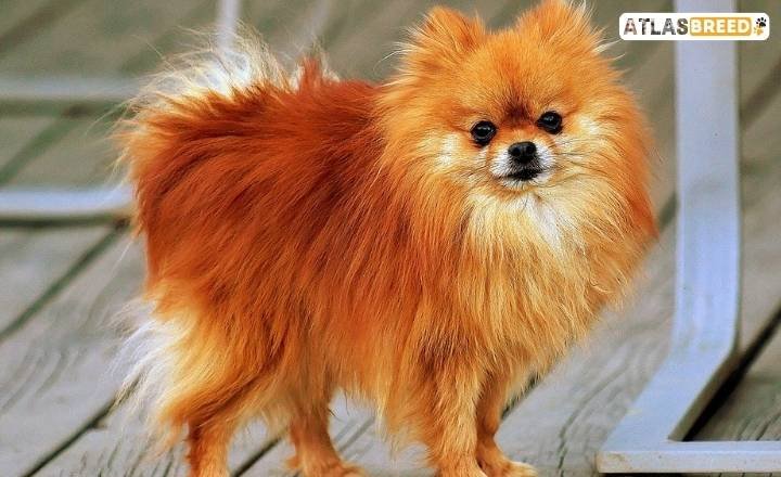 brindle pomeranian

