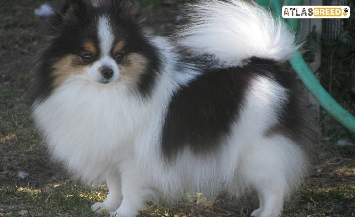 The Piebald Parti Color Pomeranian 