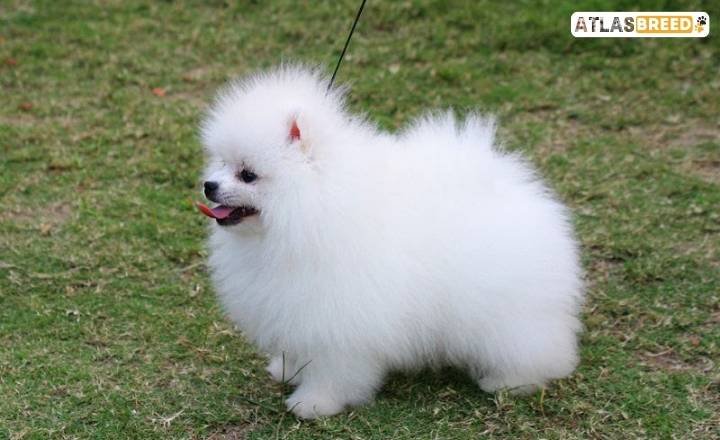 akc pomeranian colors

