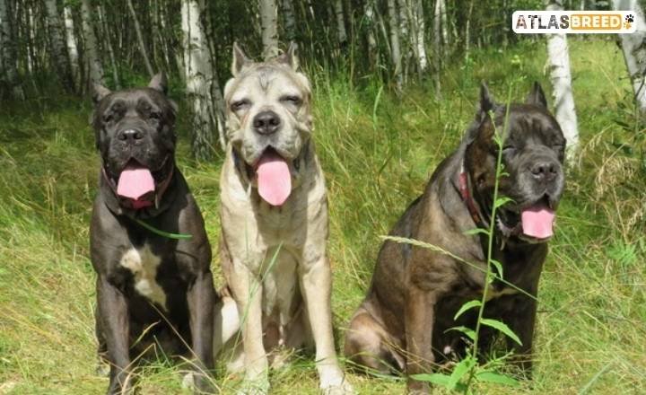 full grown cane corso german shepherd mix

