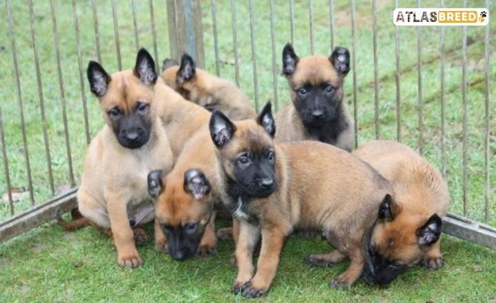 when do belgian malinois stop growing

