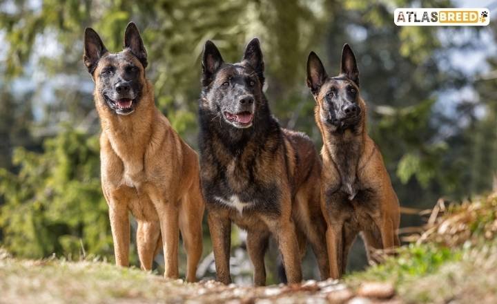 belgian malinois growth chart

