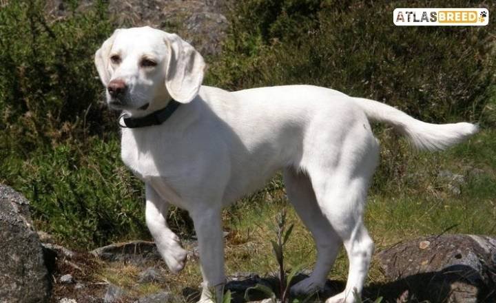 black and white beagle

