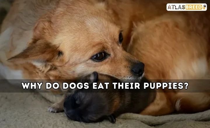 Why Do Dogs Eat Their Puppies