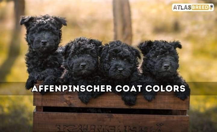 Affenpinscher Coat Colors