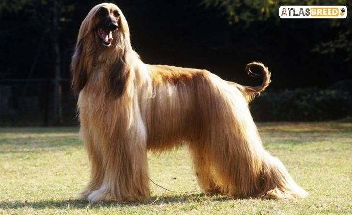 most beautiful dog breeds

