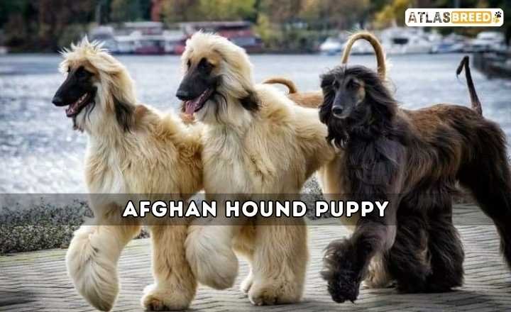 Afghan Hound Puppy