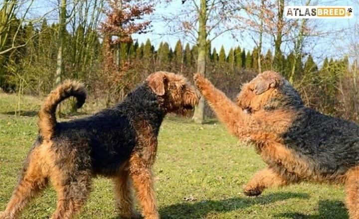 Airedale Terrier Puppy Overview
