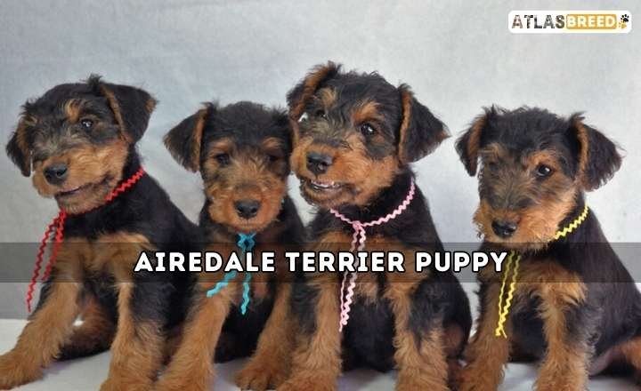 Airedale Terrier Puppy