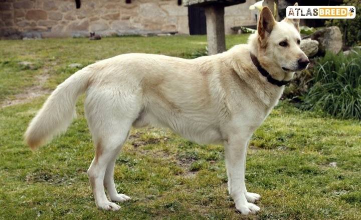 anatolian shepherd vs kangal

