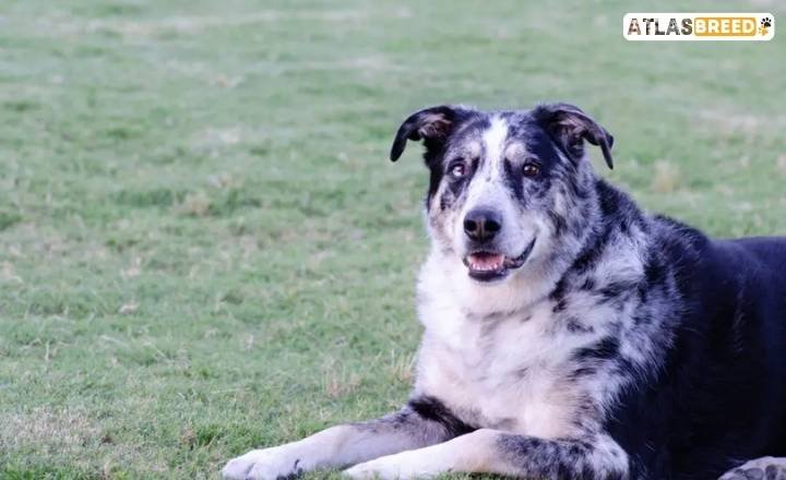 Australian Shepherd Catahoula Mix