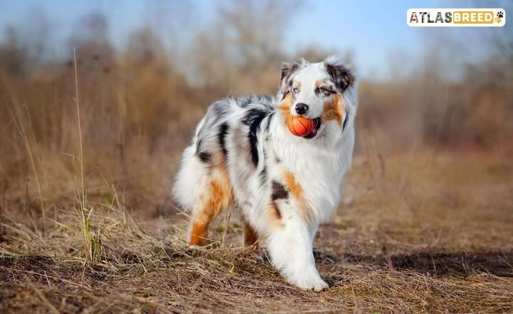 Australian Shepherd English Bulldog Mix