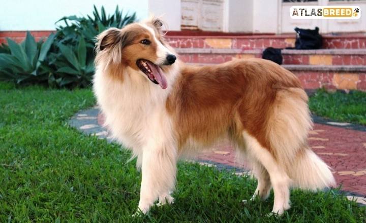 Australian Shepherd Papillon Mix