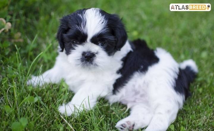 Black Gold And White Shih Tzus