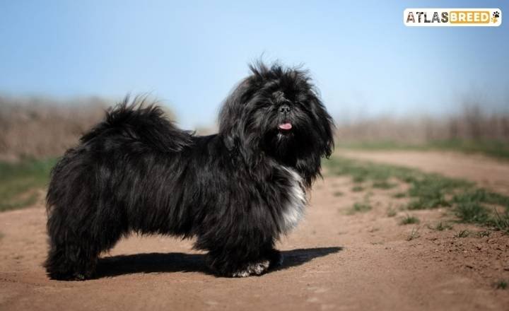 Black Shih Tzus