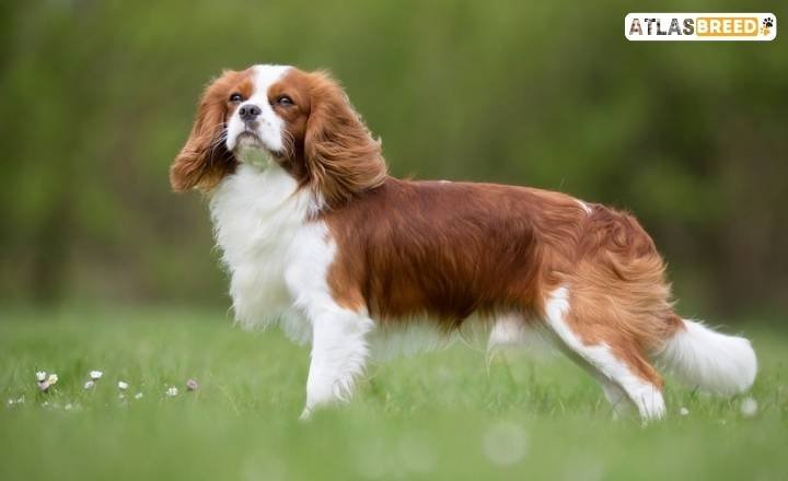 rare cavalier king charles spaniel colors

