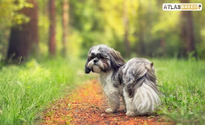 Blue Shih Tzus 