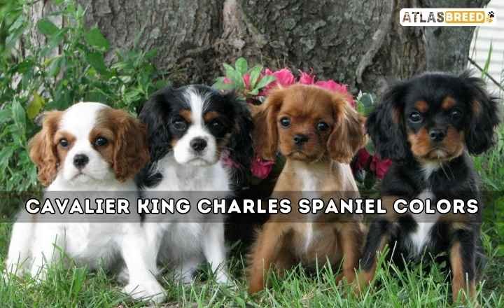 Cavalier King Charles Spaniel Colors