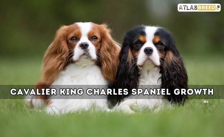 Cavalier King Charles Spaniel Growth