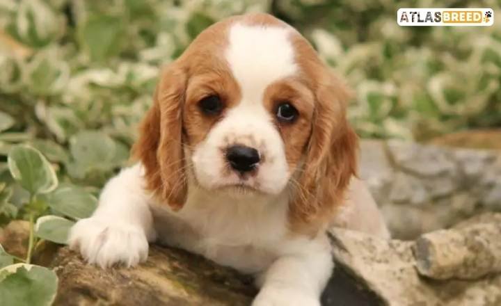 cocker spaniel mix

