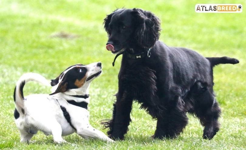 cocker spaniel hypoallergenic mix

