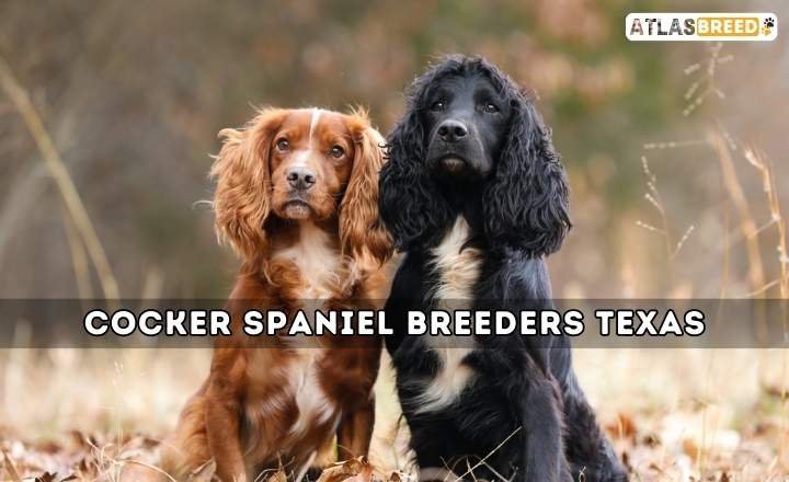 Cocker Spaniel Breeders Texas