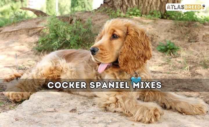 Cocker Spaniel Mixes