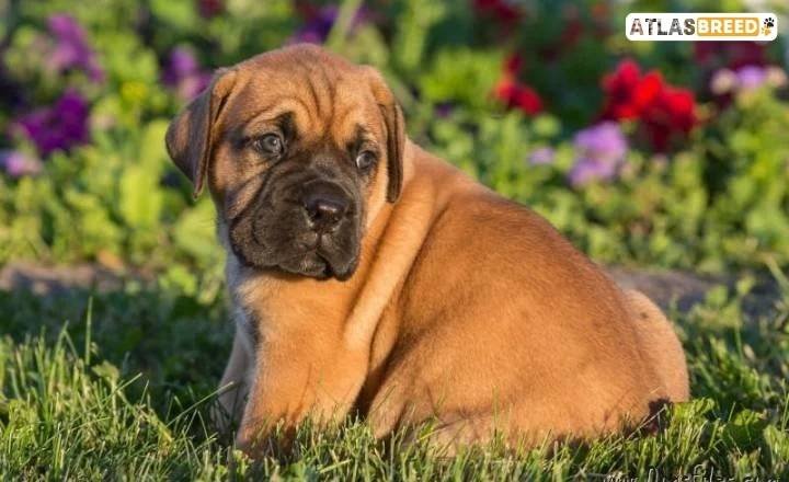 boerboel growth chart

