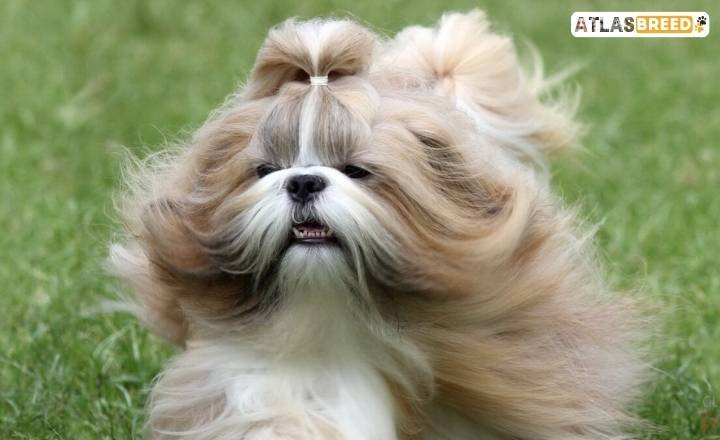 Gold And White Shih Tzus 