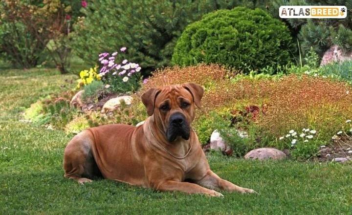 boerboel weight


