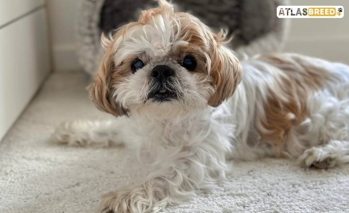 Liver And White Shih Tzus